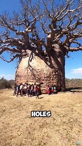 484K views · 9.5K reactions | The baobab tree in Africa can actually feed an entire family #knowledge #us #baobab | Reels Media | Facebook