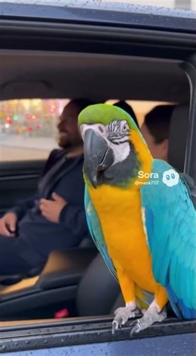 Parrot Thinks He’s a Duck! 🦆🦜 #funny #memes #viral