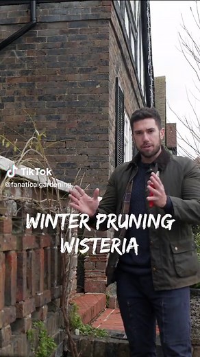 How / when to prune Wisteria 💚 It's easy, just follow these basic principles for late summer and winter pruning to get the most out of your Wisteria 💜 Drop me a comment below if you have any questions . #wisteria #learnwithtiktok #wisteriapruning #wisteriacare #gardeningtips #gardenersworld #lovegardening #lovetogarden #tiktokgardeners #gardening #gardenhowto #gardenersoftheworld