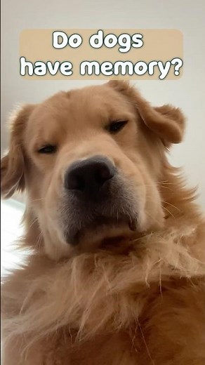 Can Dogs Remember the Past? The Science Behind It! 🐶🕰️