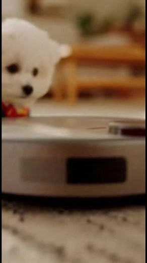 15K views · 90 reactions | Cachorrinho Super-Herói no Roomba! Veja a aventura do cachorrinho no Roomba! Generated using Kling AI . . . (Apenas para fins de entretenimento. Consulte profissionais se forem apresentadas orientações sobre atividades. Nenhuma afiliação a marcas está implícita se alguma for mostrada. Se inspirado em fatos reais, podem ser incluídas adaptações criativas. O conteúdo pode incluir imagens públicas.) | Faça você mesmo | Facebook