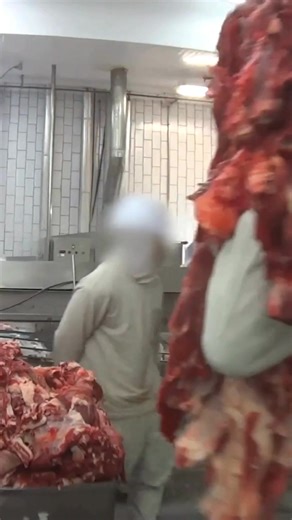 Warning: Disturbing Footage The beef industry is a system built entirely on the exploitation of the vulnerable. We’ve seen the footage. We know the truth. Every time you choose a plant-based meal, you’re voting for mercy over misery. #Meat #MeatIndustry #FactoryFarming | Mercy For Animals