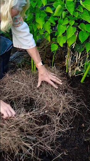 Mulching Your Garden with Pine Needles - Is it a Good Idea?