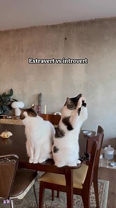 14K views · 1.5K reactions | Or are you a wild Wally?  #introvert #personality #fyp | Cramp Cats | Facebook