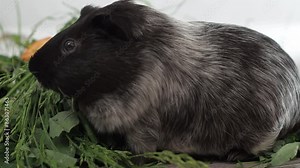 The guinea pig shows remarkable precision in selecting and plucking individual blades of grass from a dense lawn. It is as if it is selectively mowing, leaving behind neatly trimmed areas. 4k.