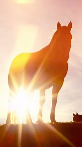 My remix of Wildflowers and Wild Horses by @laineywilson is out today!! 🐎 🐎 🐎 | Brandi Cyrus