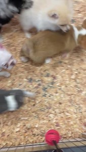 16 reactions · 13 comments | Play time | Carsons Critters | Facebook