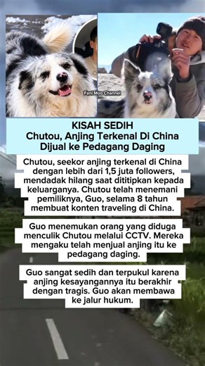 “Kisah Sedih Chutou, Anjing Viral yang Dicuri dan Dijual”