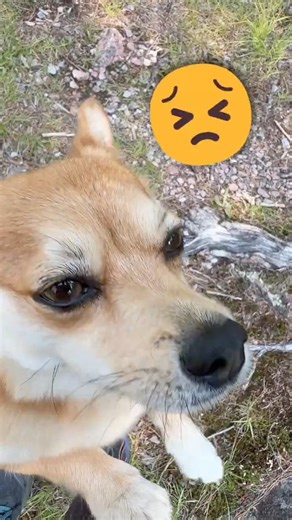 猫に小判！みっちょに…？😣その後おやつでゴホゴホ…犬生はつらい… Wasted on a cat..Wasted on Micho..What happened is too hard for...