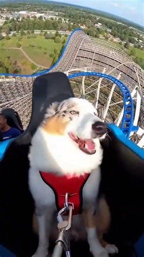 An Australian Shepherd and a rollercoaster