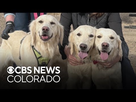 Abandoned mother and puppies reunited after rescuers say CBS article led to adoption