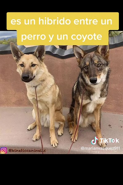 Descubriendo a los Coydogs: Perros Cruzados con Coyotes