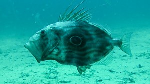 80K views · 793 reactions | Everyone loves catching (and eating) John Dory, but they can be elusive, so we've put together all the tips for you. We've got tips for catching all your favourite fish availible to watch right now for free. #johndory #fishingtips #besteatingfish | Ultimate Fishing | Facebook