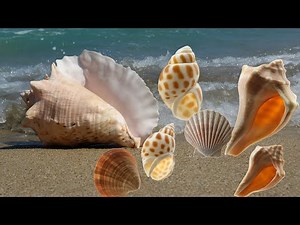 The Seashell – Waves on the Shore| Pick Up Shells With Robin