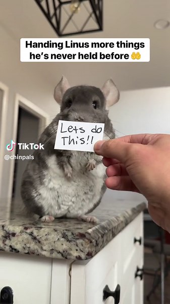 Chinchilla Ear Plug Container Reviews