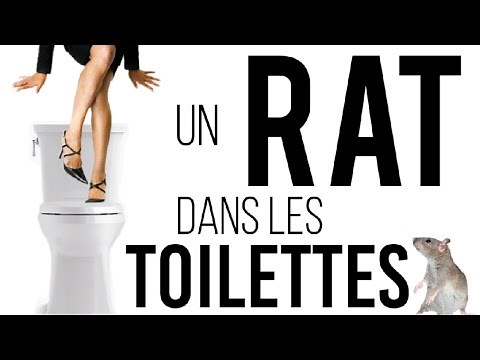 Comment se débarrasser d'un RAT dans les TOILETTES ?