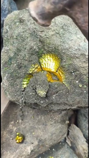 Stone Split Visuals | Unique Stone Reveal (AI Visual)#shorts