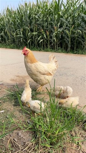 Rural life, raising chickens #Free-range chickens in rural areas