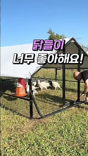 닭들이 너무 좋아해요! 설치도 쉽고 가격도 착하고 #닭장