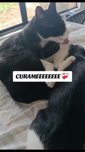 LOS ABRAZOS DE PAPÁ ❤️ LO CURAN TODO 😊 #gatos #cat #youtubeshorts