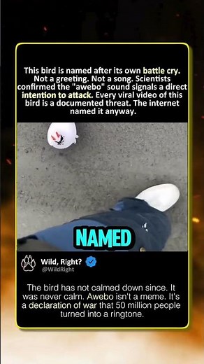 AWEBO MEANS WAR