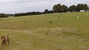 The black & tans run and the red pest pesters. :-) | AWDRI Nimble