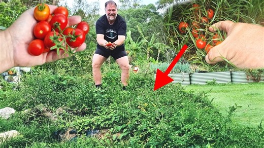 Lazy gardener’s secret: Easy no-stake tomatoes for huge harvests!