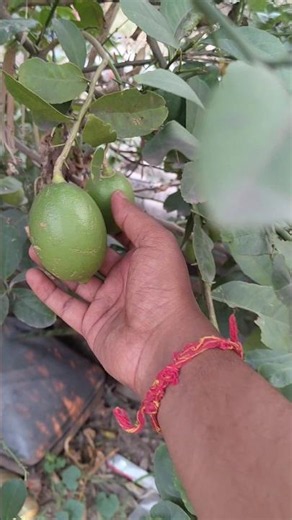 Growing Giant Lemons in My Garden! 🍋 Organic Gardening #Shorts #LemonTree #Gardening