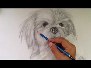 Pet Portrait - How to Draw Shih Tzu - Pencil Drawing (Part 3)
