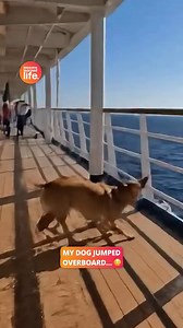 My dog is such a menace 🙄 | Lessons Learned In Life