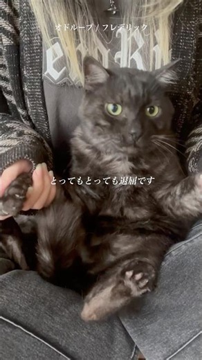 もう僕は知らない！🐈‍⬛🛁【#オドループ /#フレデリック 】#vtuber #vsinger #歌ってみた #カバー#cover #ねこ #cat #japan #お風呂 #アカペラ #踊ってみた