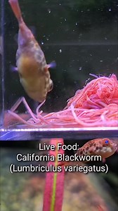 🇺🇲🐛California Blackworm (Lumbriculus variegatus) Tetraodon schoutedeni (100% freshwater pufferfish) captive bred by Aquarium-Dietzenbach #werbung #oliverknott #okaqua #okisback #aquascape #aquarium #aquascaping #aquariumhobby #aquariumtank #aquariums #akvaryum #instapet #myhobby #aquariumfish #instafish #tropicalfish #aquatic #aquaticlife #fishtank #fishkeeping #freshwaterfish #freshwater #tetraodon #schoutendeni #pufferfish #california #blackworm #lumbriculus #variegatus | Oliver Knott