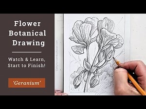 Watch how to Draw this Geranium Flower, Step by Step Real Time!