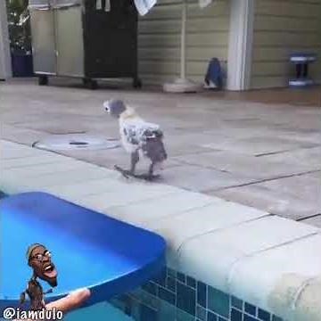 Aquaphobic bird doubts flotation device