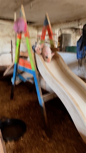 3.1K views · 71 reactions | Fun to watch the piggy’s go down the slide. | Old Windmill Farm | Facebook