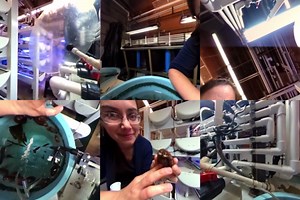 10K views · 111 reactions | The white abalone captive breeding program at the Bodega Marine Laboratory - University of California, Davis is working to breed – and eventually restore – the endangered mollusk to the sea. Take a look around the mariculture lab in this 360 video to learn why the large snail is important to our culture, our economy, and why we have a responsibility to help save them. #360Video | UC Davis | Facebook