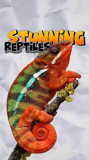 Most Beautiful Lizards in the World | Stunning & Rare Reptiles 🦎✨ #facts