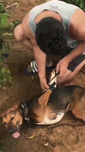 Dog market rescue #dogsoftiktok #petsoftiktok #fypシ゚viral #fypage #fypシ゚viral