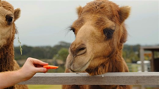 A woman is feeding a camel in a peaceful and lovely moment
