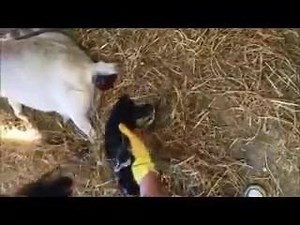 Another baby goat born today, that's four kid goats in the last week! | Glendeer Pet Farm