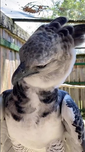 This bird has talons bigger than a grizzly bear’s claws 🦅 #HarpyEagle #WildlifeClassroom