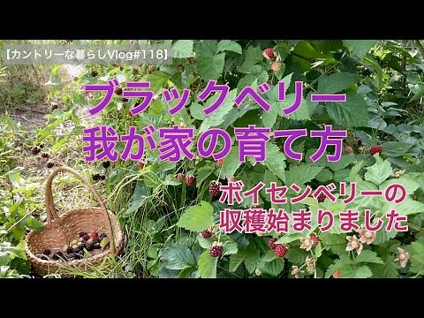 ４年目のブラックベリー実が付き始めました 我が家の育て方（棚、誘引、剪定）