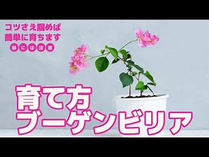 【育て方】カワイイお花、ブーゲンビリアの上手な育て方。水やりがキモ。