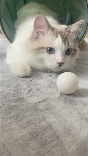 おもちくん日常ダイジェスト！！お茶目で可愛い🩷 #ミヌエット #おもちくん #猫 #ダイジェスト #cat