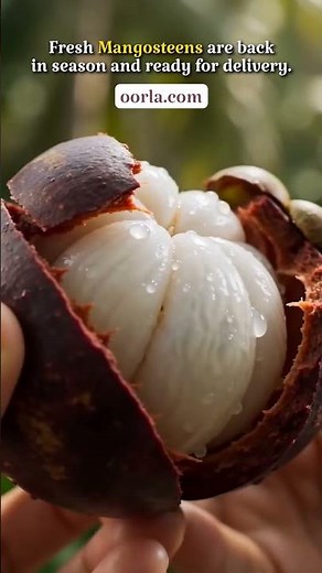 Why Mangosteen is Called the "Queen of Fruits" | Fresh Harvest 2026