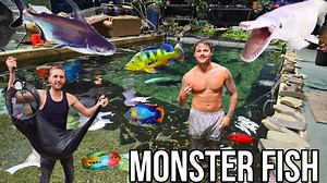 Moving massive fish to drain my 3000 gallon aquarium | Ohio Fish Rescue