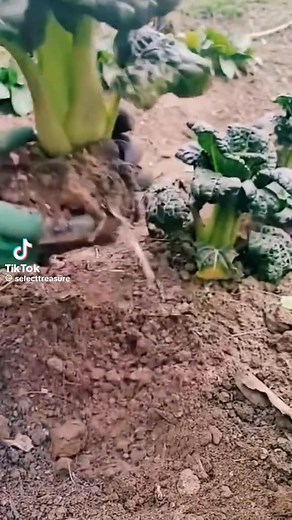 🌱 #Gants_de_jardin_en_caoutchouc 🌱 💰Prix : 15 000 Ar ✔️ Résistants à l’eau, parfaits pour jardinage & bricolage ✔️ Confortables – Taille standard 👉 Quantité limitée ! 📩 Commande : 038 19 960 76 🏢 Galerie Mialy Behoririka – Box 09, 2e étage 📦 Livraison partout à Madagascar | I-Shop
