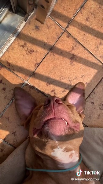 Adorable Pitbull Puppies Compilation