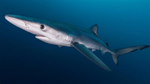 9 Incredible Shark Facts You Probably Didn’t Know: 🦈 Sharks have roamed the oceans for over 400 million years, but there’s still so much about them that might surprise you. | Truth Teller