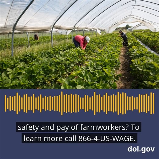 13 reactions | Farmworkers: You have the right to fair pay and safe working conditions. Call us at 1-866-487-9243 or visit our website to learn more: https://bit.ly/3qEjz4g #NFAW2023 #FarmworkerAwarenessWeek | U.S. Department of Labor | Facebook